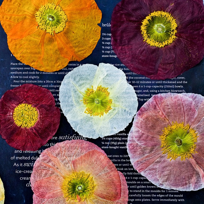 Art And Craft Photos - 1pcs,Nature Field Poppy Pressed Dry Flowers