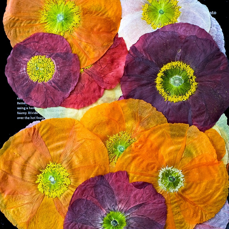 1pcs,Nature Field Poppy Presse - огляд і ціна Art And Craft Photos